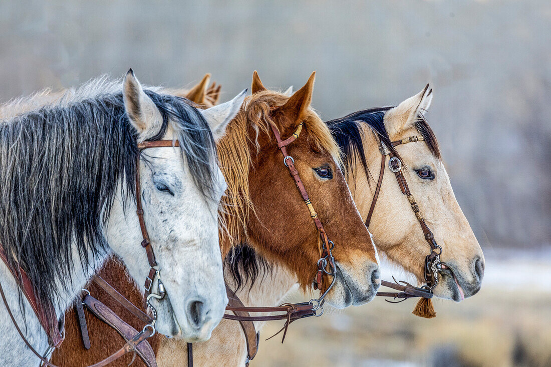 USA, Wyoming. Hideout Horse Ranch, Pferde in einer Reihe. (PR)