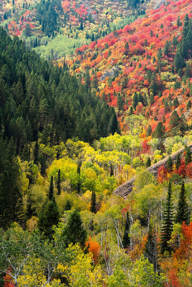 USA, Wyoming. Colorful autumn foliage of the Caribou-Targhee National Forest.