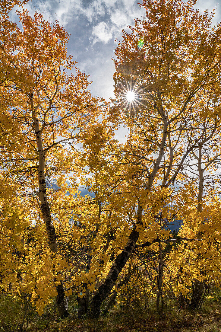 USA, Wyoming. Sunburst through the autumn aspen, Grand Teton National Park.