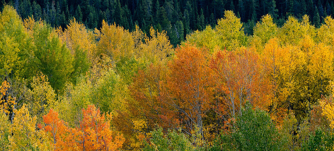 USA, Wyoming. Autumn aspen, Grand Teton National Park.