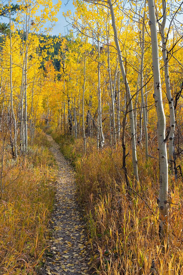 USA, Wyoming. Trail through autumn Aspens and grasslands, Black Tail Butte, Grand Teton National Park.