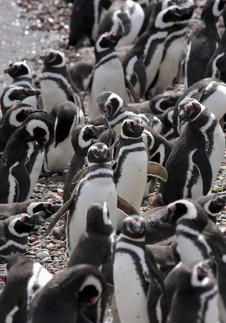 Magallenic Penguins On Beach
