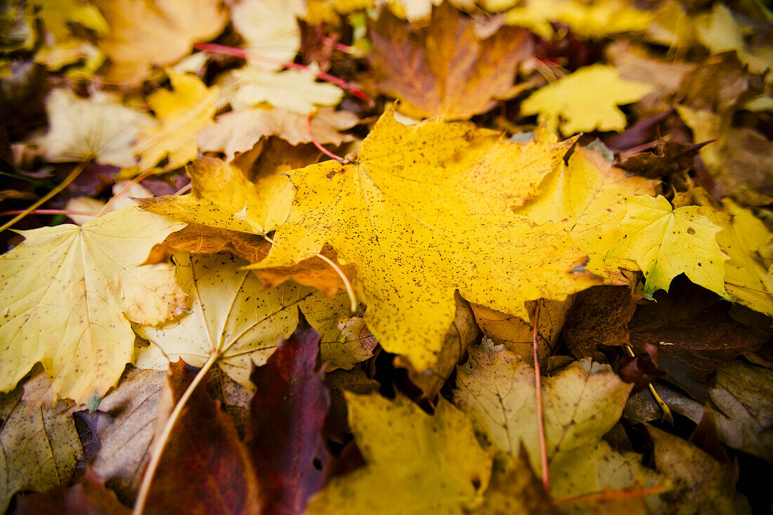 Baumblätter in Herbstfarben