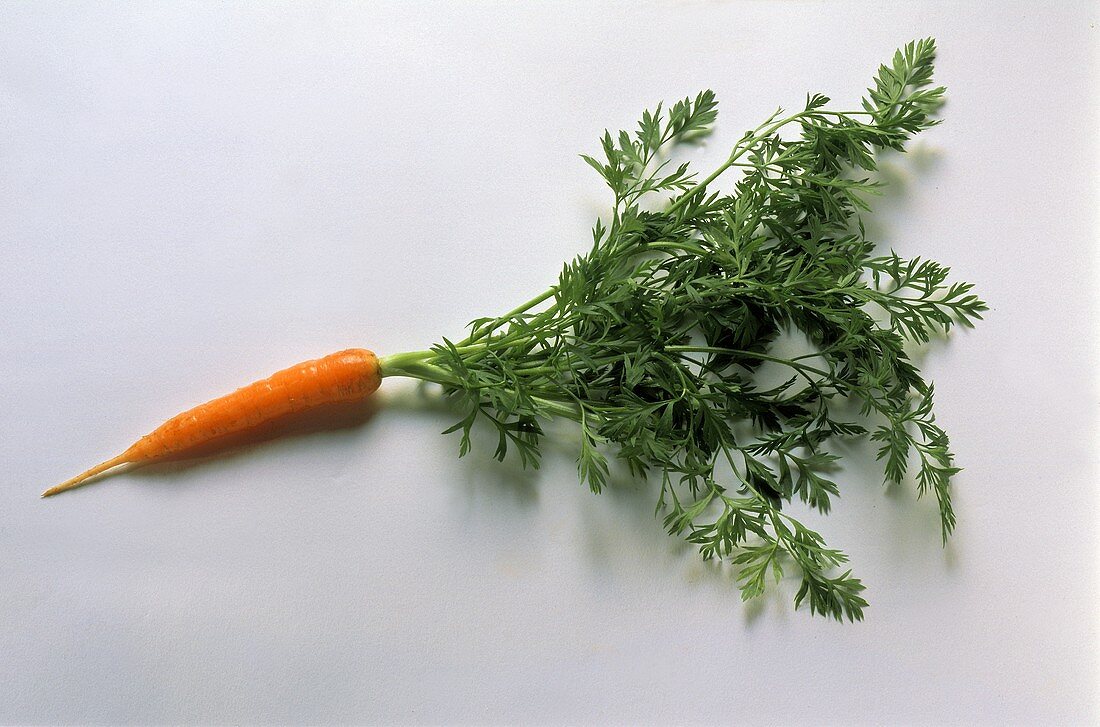 A Single Carrot