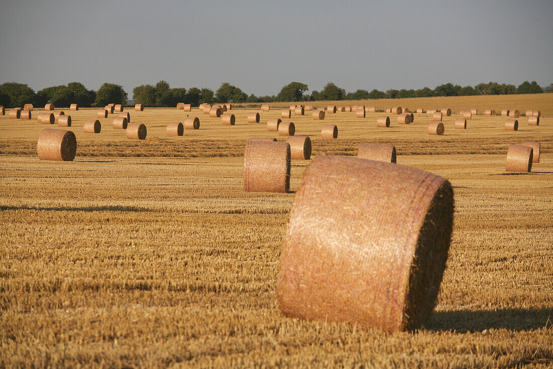 Straw Bales In Field Near Mere Village