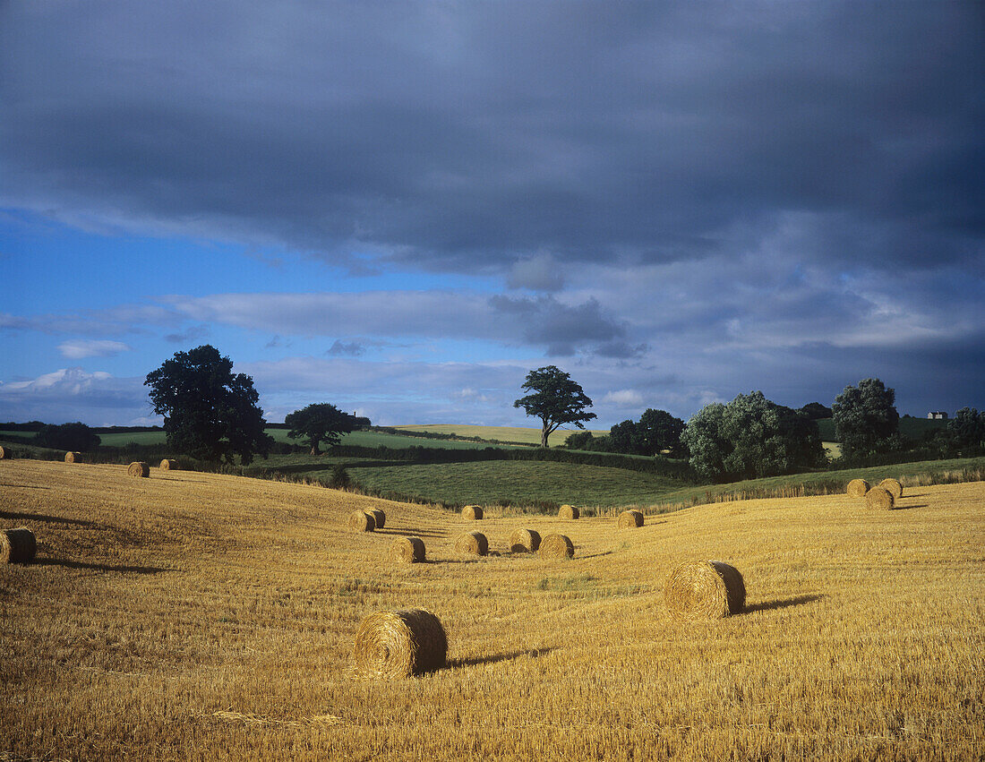 Rolling Fields In Gwent