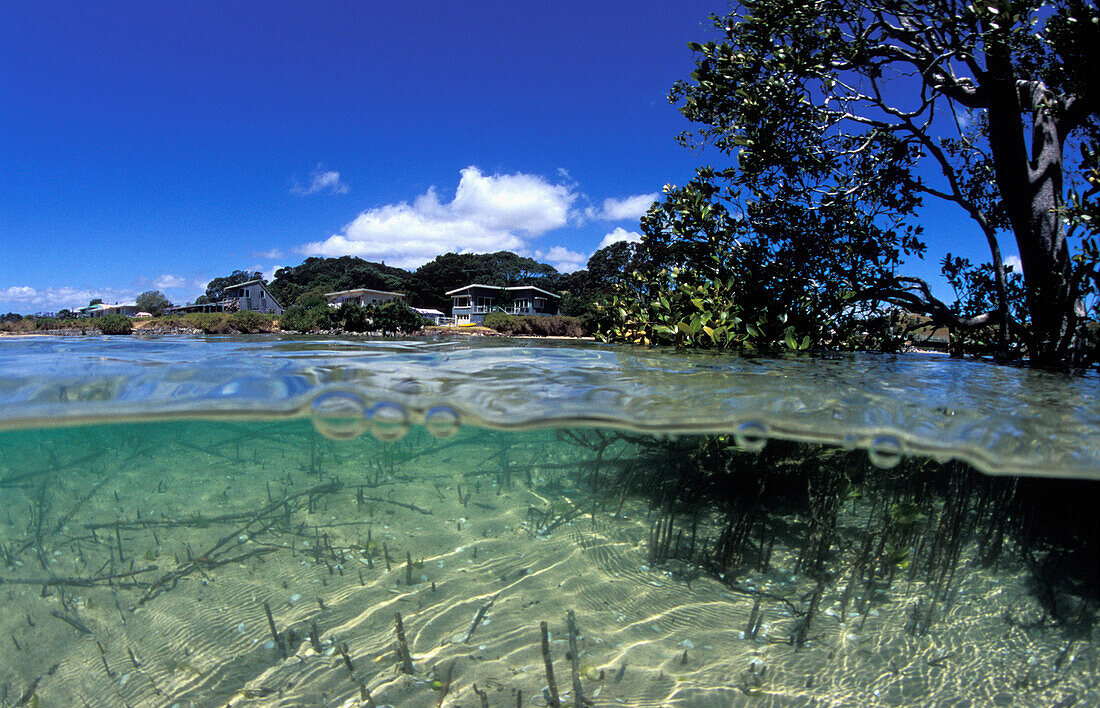 Neuseeland, Northland, Mangroven wachsen im klaren Wasser in der Nähe der Sommerstrände; Matapouri Mündung