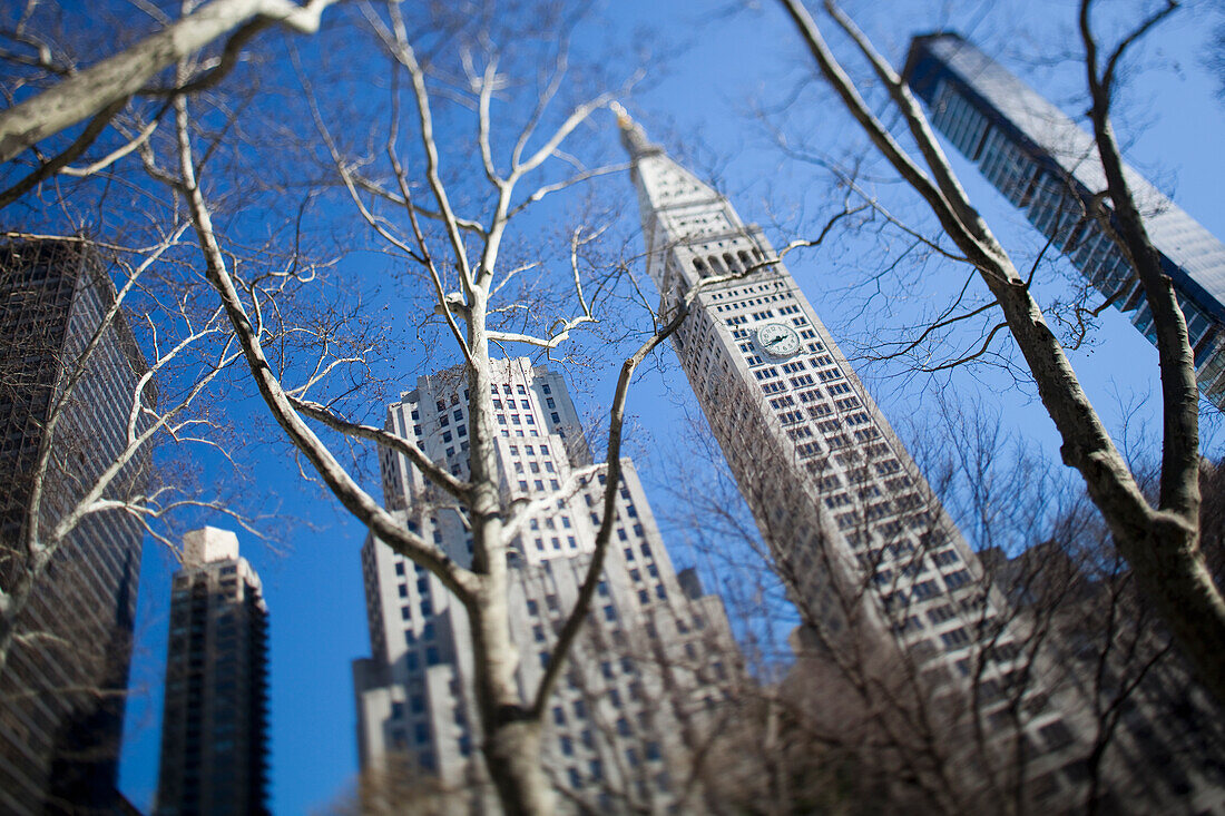 Looking up through trees at skyscrapers in New York. USA.