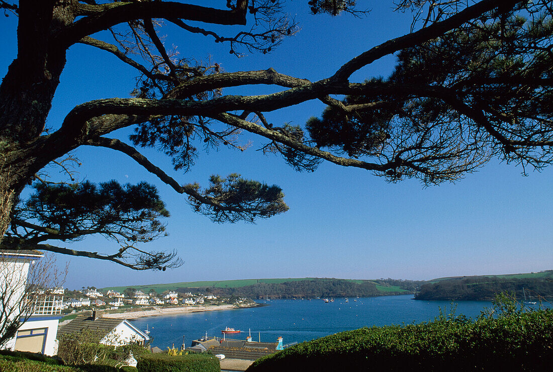 Pine Tree In Scenic Coastal Landscape