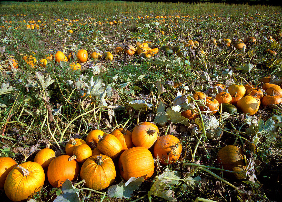 Pumpkin Field Â 