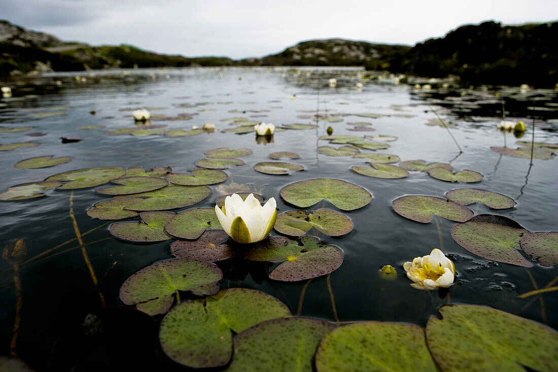 Wasserlilien in Lochan