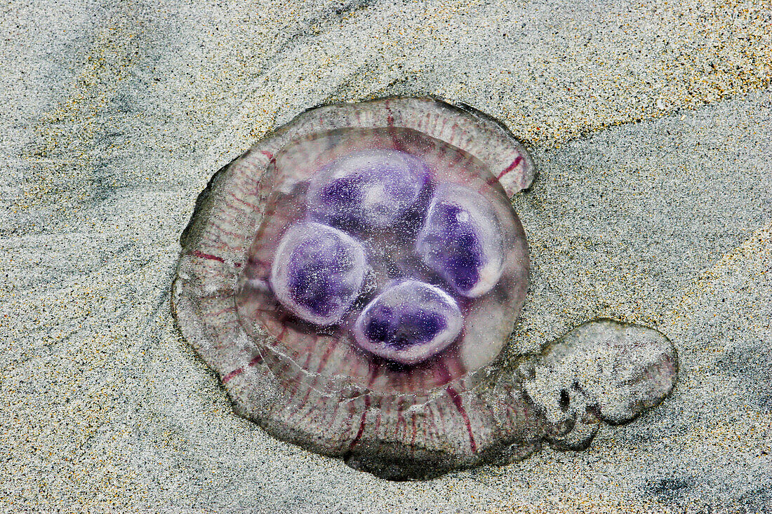 Jellyfish On Beach