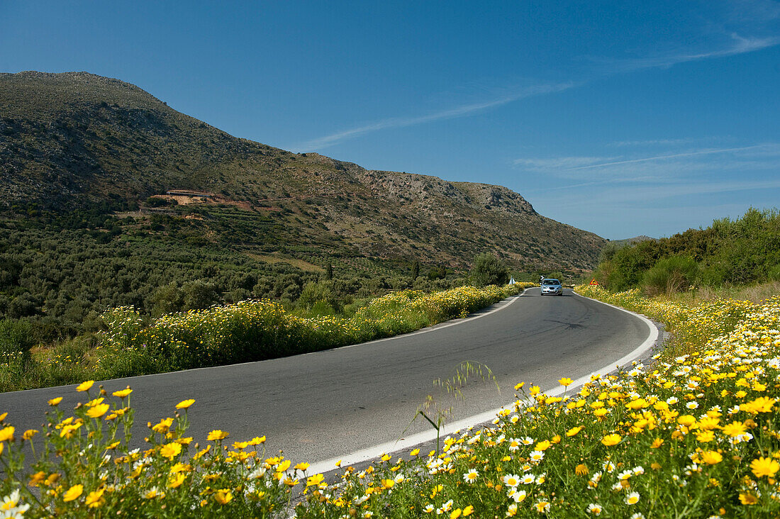 Wilde Kamille wächst am Straßenrand; Tylissos, Kreta, Griechenland