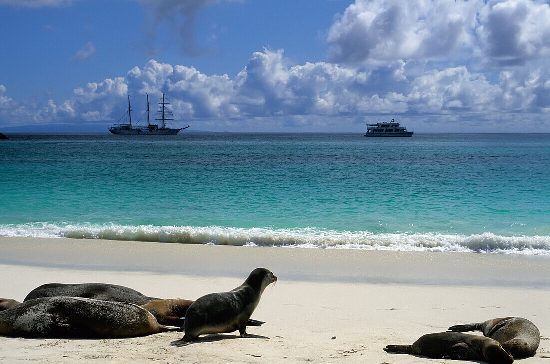 Seelöwen am Strand der Gardners Bay, Espanola ( Hood ), Ecuador, Galapagos.