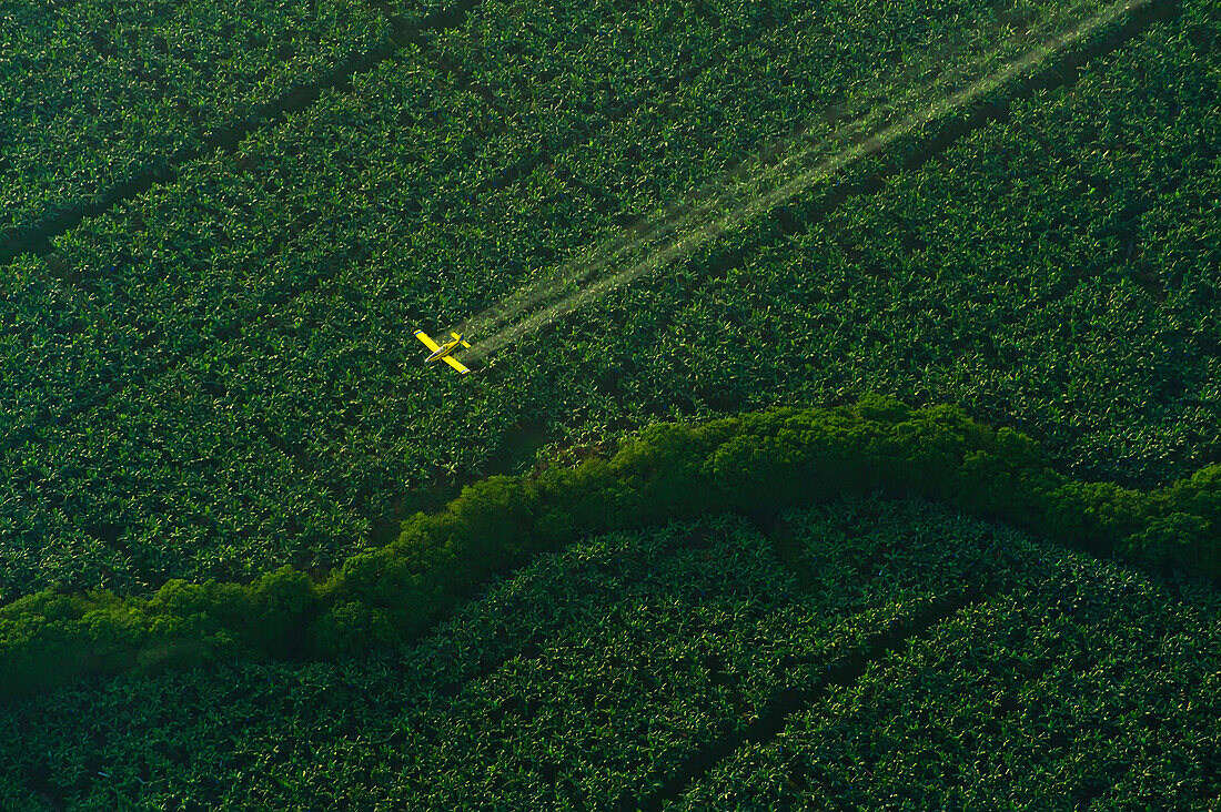 Crop Dusting Flugzeug fliegt über Bananenfelder früh am Morgen in der Nähe der Karibikküste von Costa Rica; Costa Rica