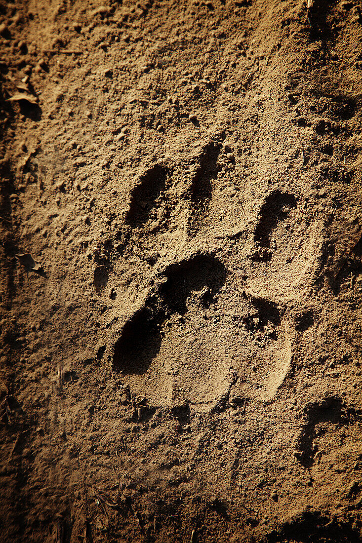 Pfotenabdruck eines Tigers Ranthambore Park Rajasthan Indien
