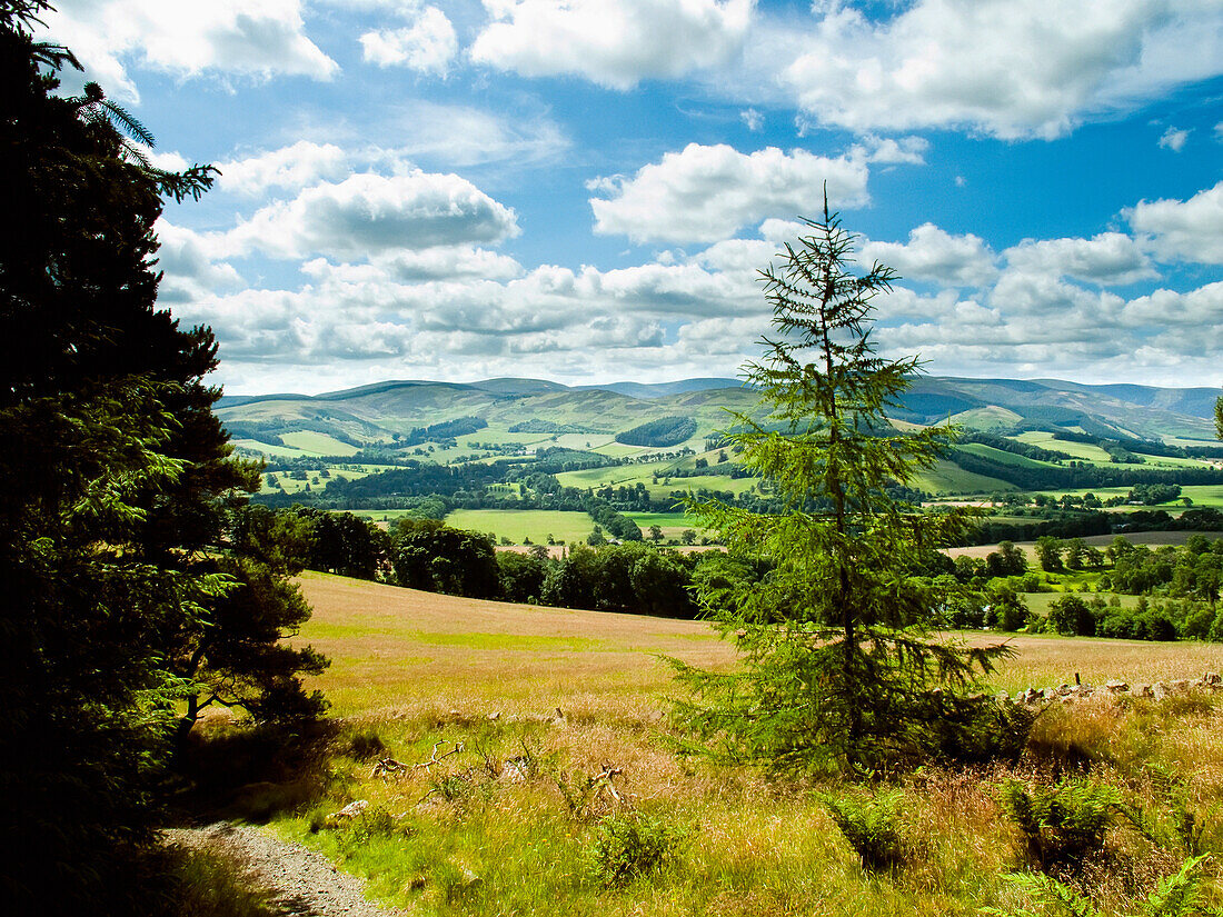 Glentree Forest, in der Nähe von Peebles, Tweed Valley, Scottish Borders, Großbritannien