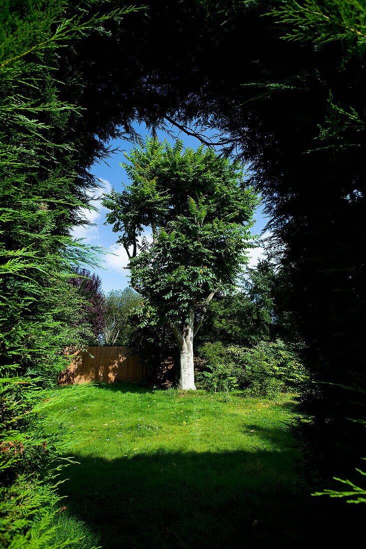 UK, Hertfordshire, Tree in English garden; Hemel Hempstead