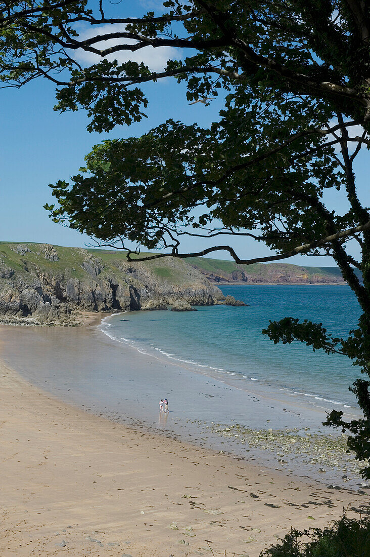 Barafundle Bay. Einer der schönsten Strände in Großbritannien. Pembrokeshire. Wales. Cymru. UK. Vereinigtes Königreich.