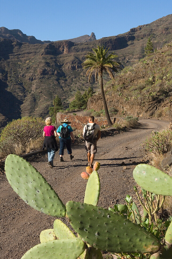 Island Of La Gomera. Integral Nature Reserve. Canary Islands. Spain