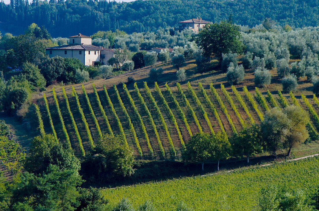 Weinberg, Toskana, Italien