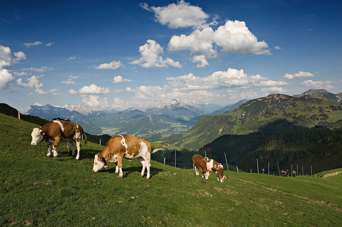 Panoramic mountain view from the KitzbÅ¸heler Horn. KitzbÅ¸hel. Kitzbuehel. Tyrol. Austria.