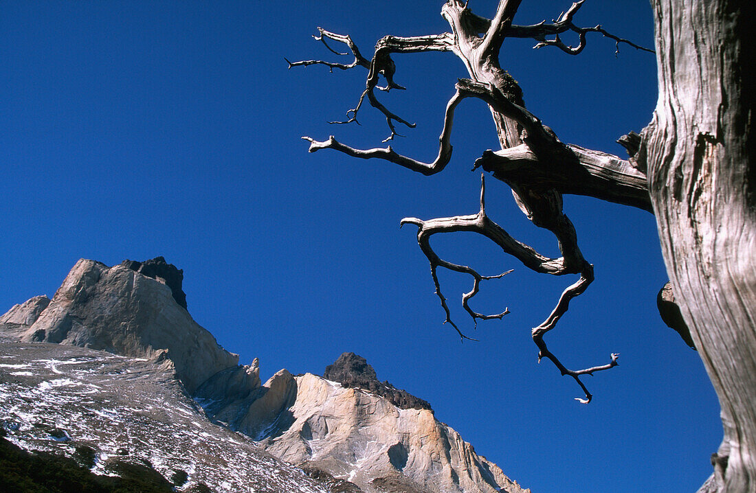 Cuernos Del Paine Berge und Baum, Torres Del Paine National Park, Patagonien, Chile (C) Sue Carpenter/Axiom