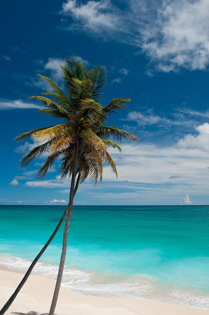 Zwei Palmen am Bottom Bay Beach, Barbados; Barbados
