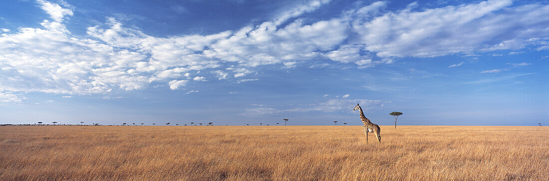 Giraffe Standing In Grassy Plain In The Maasai Mara Game Reserve; Kenya
