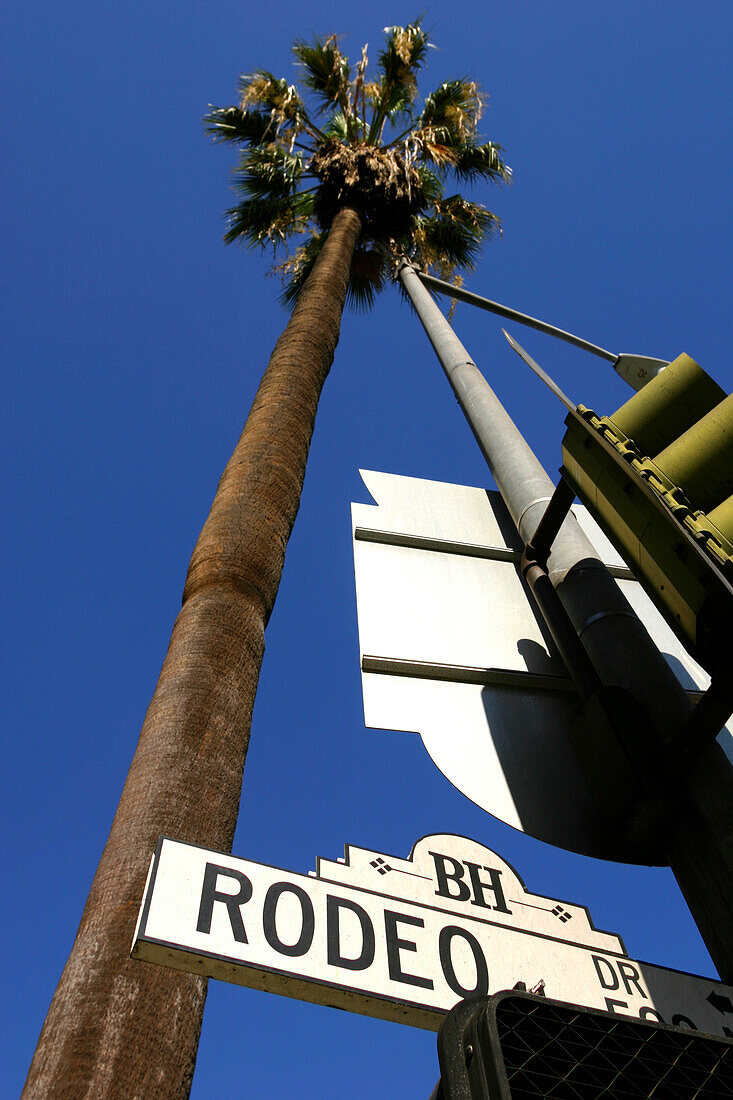 Ein Schild für Rodeo Drive und eine Palme in Beverly Hills; Los Angeles Kalifornien Vereinigte Staaten Von Amerika