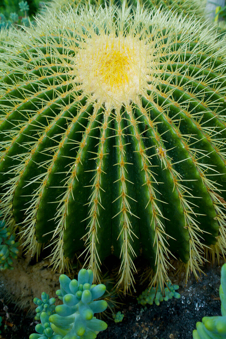 Nahaufnahme eines Trommelkaktus, Kew Gardens, London, Europa