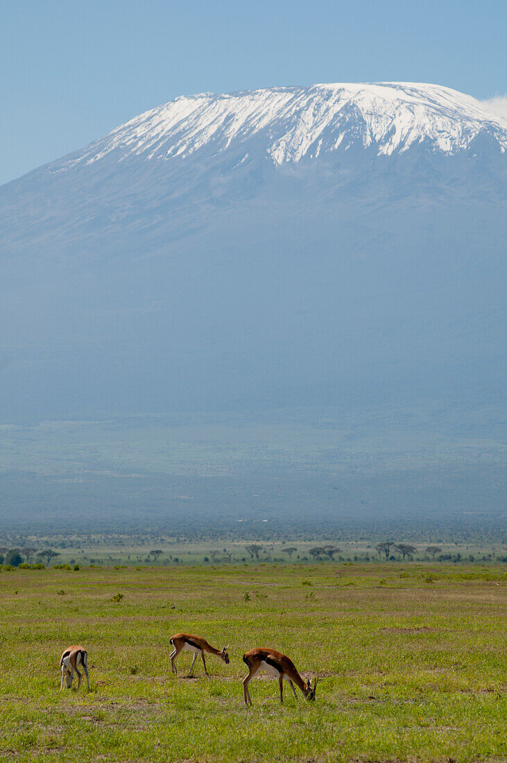 Landscape, Mt Kilimanjaro, Amboseli, Kenya