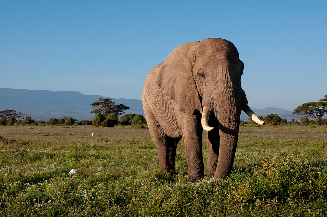 Einsamer Elefantenbulle, Amboseli, Kenia