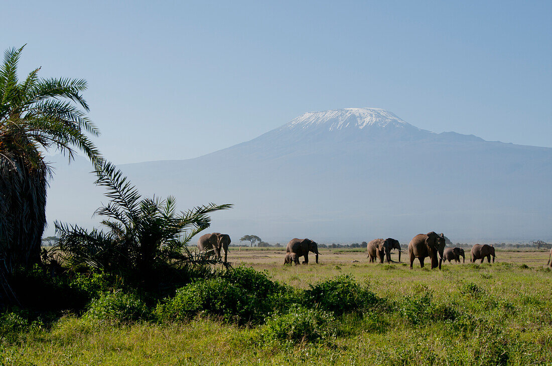 Elefantenherde, Mt. Kilimanjaro, Amboseli, Kenia