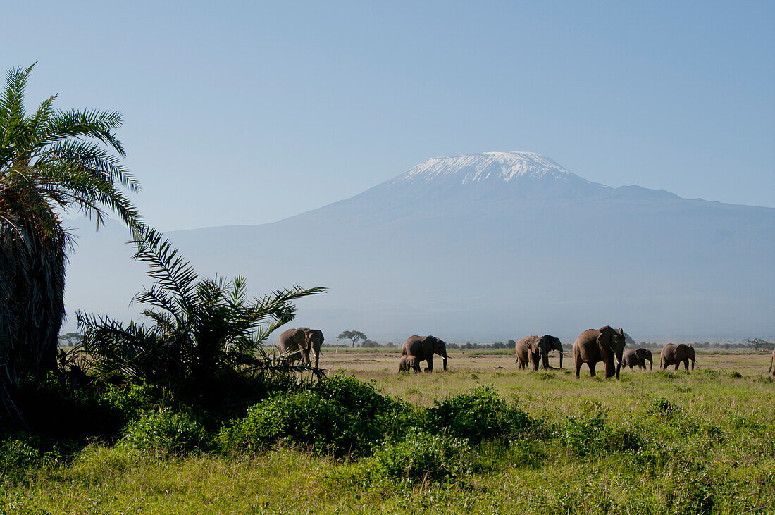 Elephant Herd, Mt Kilimanjaro, Amboseli, Kenya