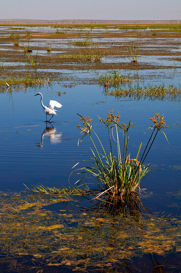 Great Egret Birds In Lake At Amboseli, Kenya