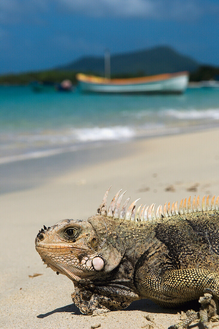 Nahaufnahme eines Leguans am Paradise Beach, Carriacou Inseln; Grenada, Karibik