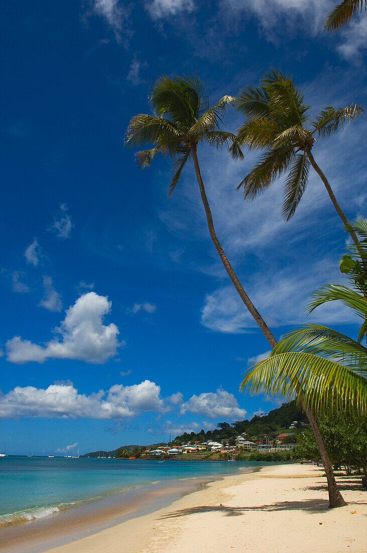 Palm Trees And Blue Sky At Grand Anse Beach; Carriacou Island, Grenada