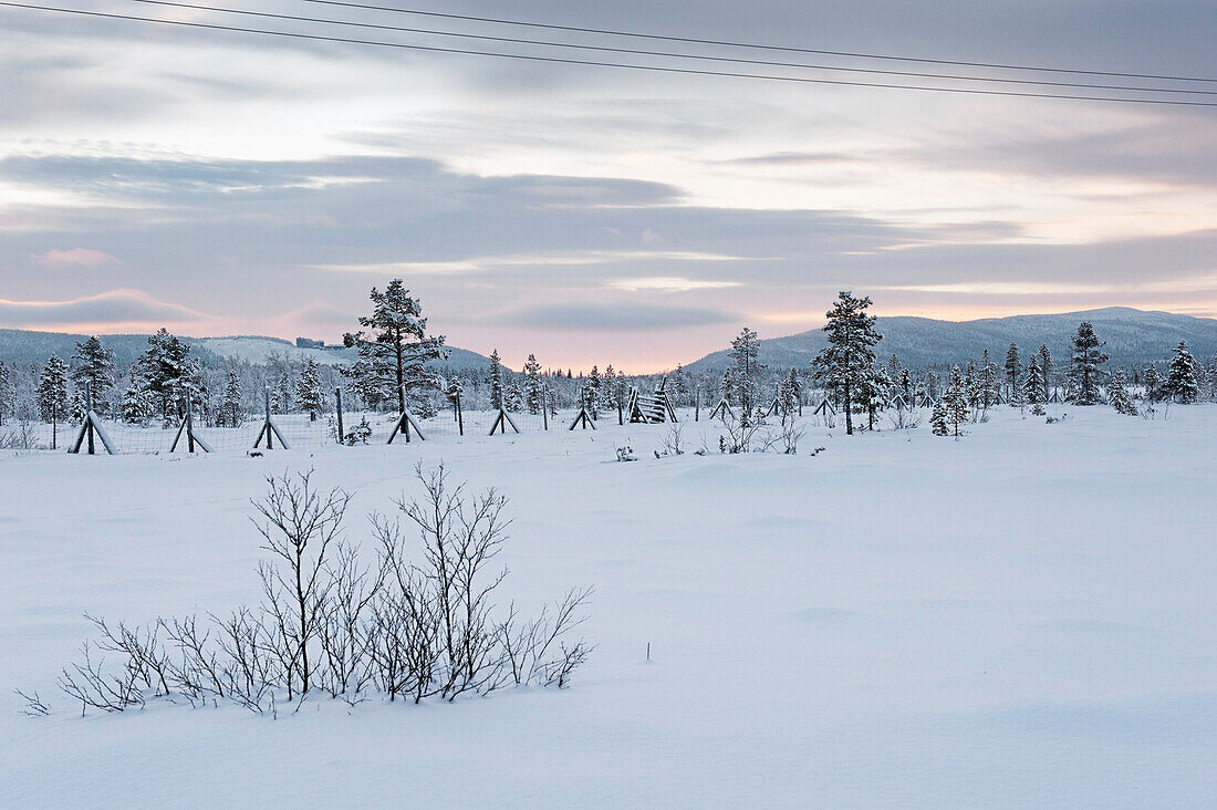 Landscape Covered With Snow, Levi, Lapland, Finland