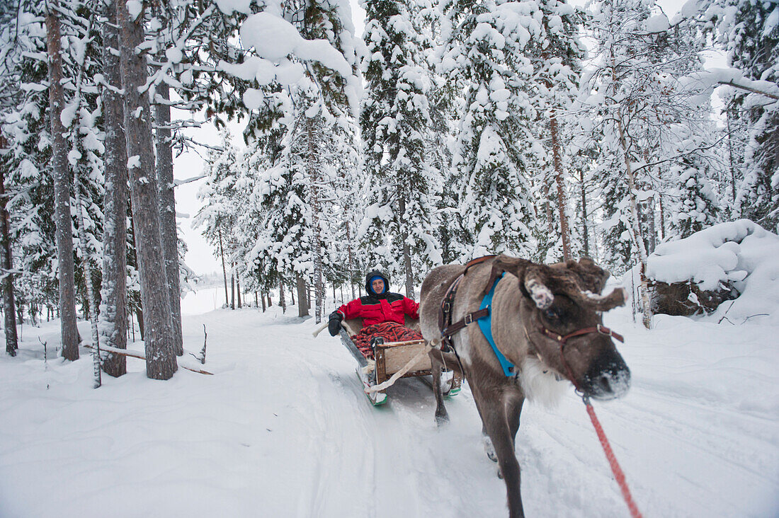 Man Having A Reindeer Sleigh Ride In Ounaskievari Reindeer Farm, Levi, Lapland, Finland