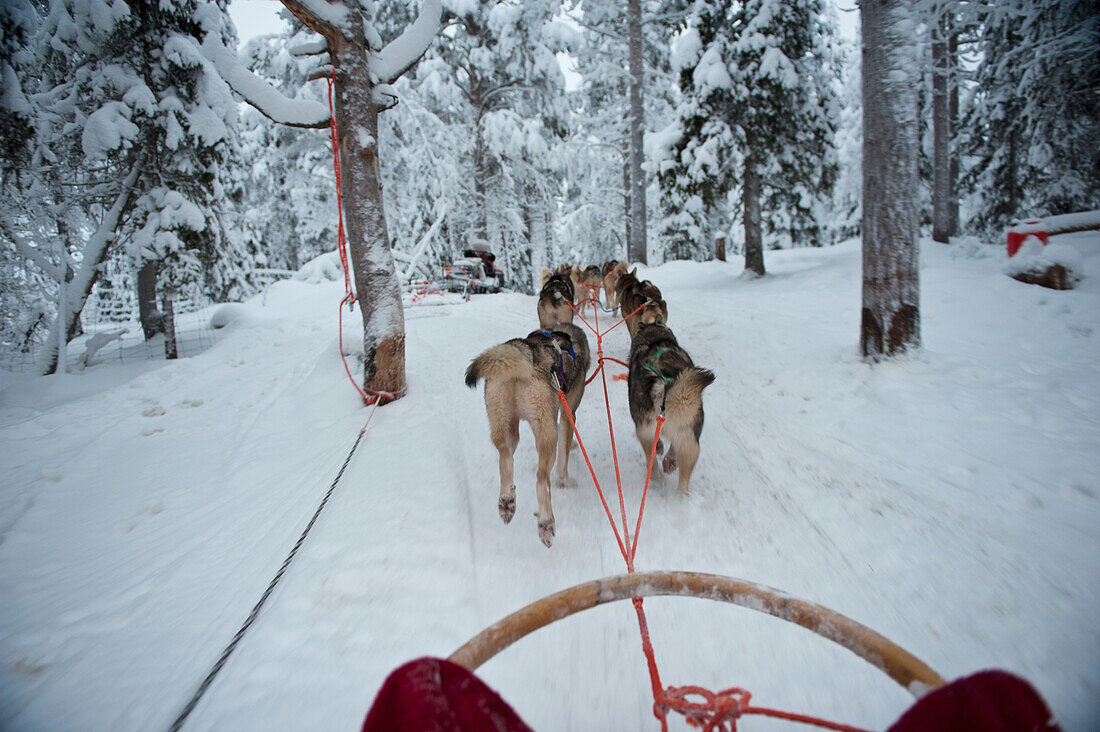 Husky-Schlittentour auf der Polar Speed Husky Farm, Levi, Lappland, Finnland