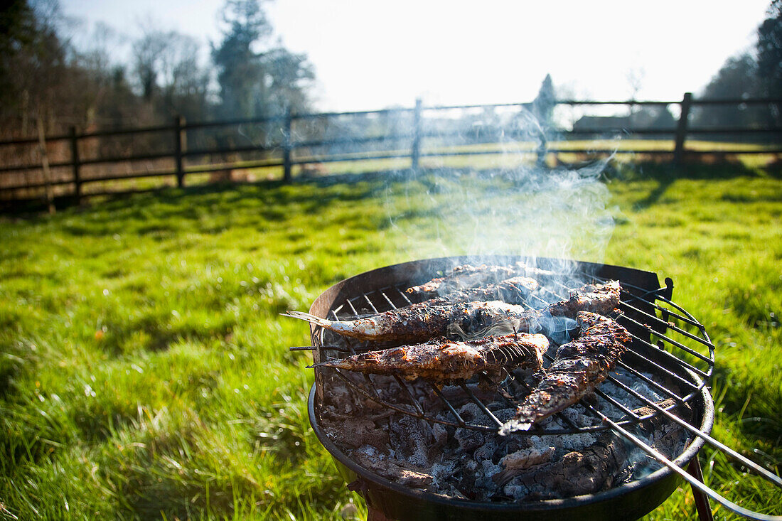 Sardinen/ Cornish Pilchards, Barbecue im Garten eines ländlichen Cottage auf einem Feld in Devon, Großbritannien