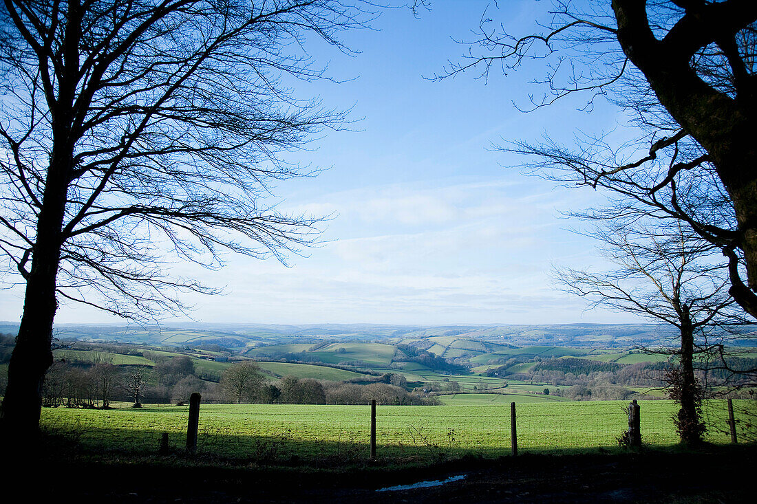Silhouetted Trees In A Woodland, Overlooking Bampton Downs, Fields, Hills And Valleys In Mid Devon, South West, Uk