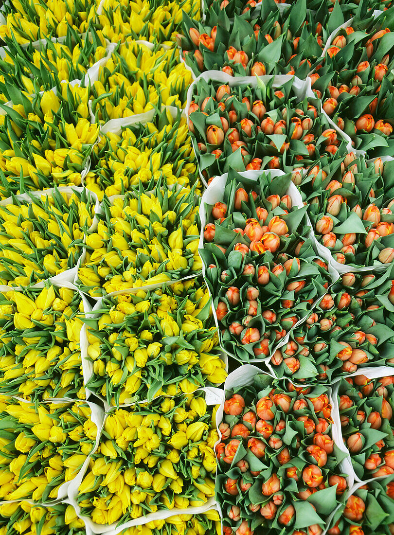 Gelbe und orangefarbene Tulpen zu verkaufen, Blumenmarkt, Singelkanal, Amsterdam, Holland.