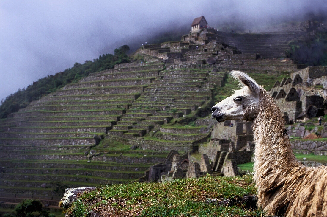 Lama mit Terrassen von Machu Picchu, der Inka-Pfad, Peru.