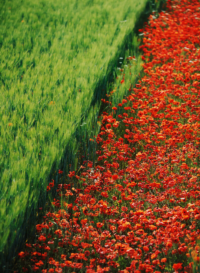 Linie von roten Mohnblumen in einem Weizenfeld in der Provence, Frankreich.