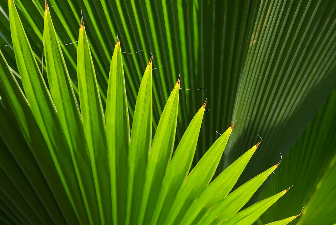 Leaf, Grenada.