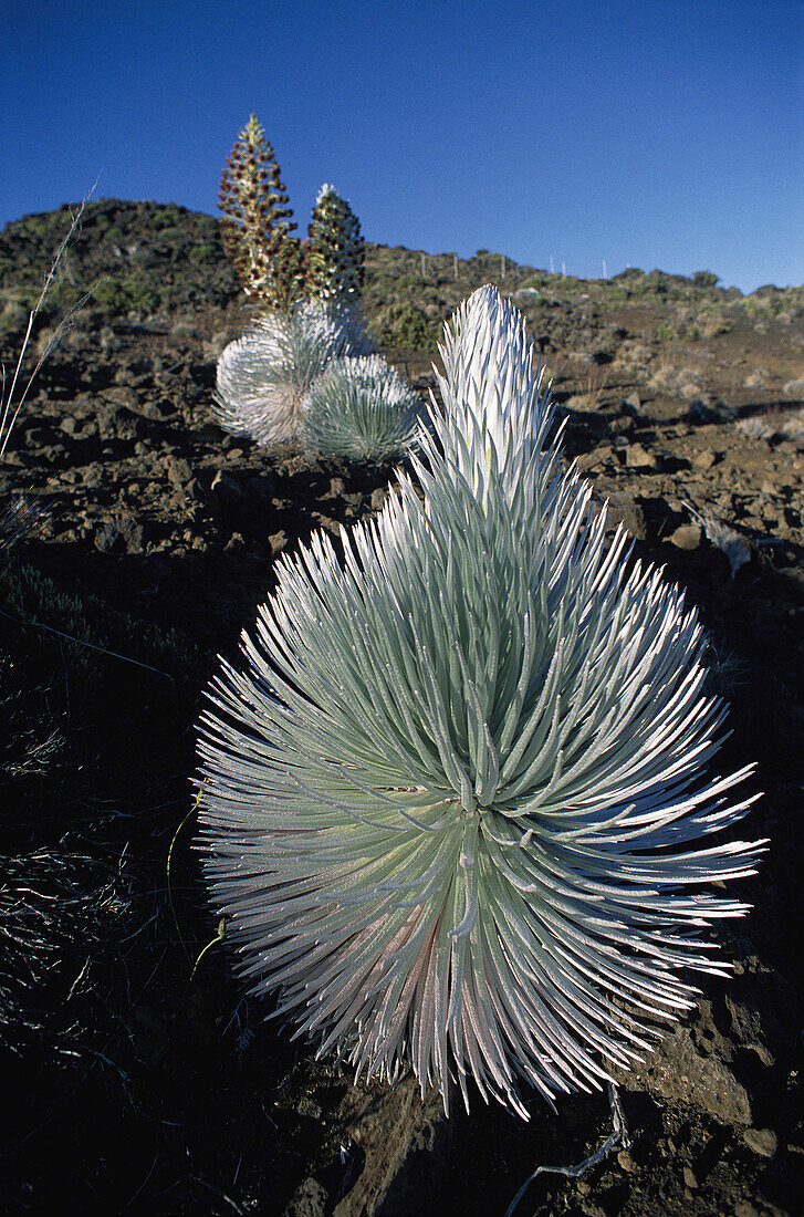 Nahaufnahme einer blühenden Silversword (argyroxiphium) Pflanze und blauer Himmel; Haleakala, Maui, Hawaii, Vereinigte Staaten von Amerika