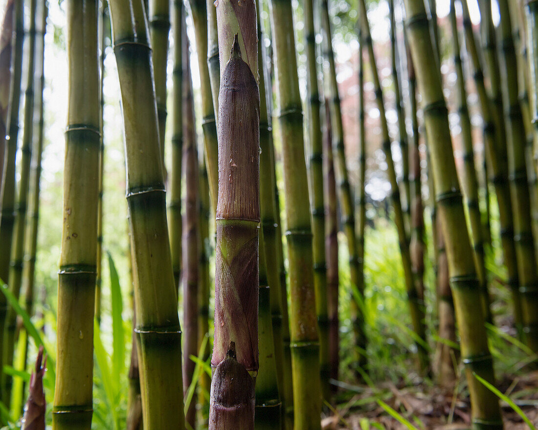 United Kingdom, England, Cornwall, Falmouth, Bamboo; Trebah Gardens