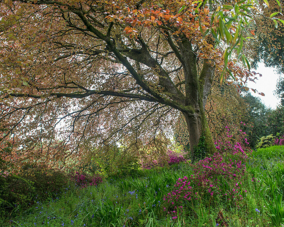 Vereinigtes Königreich, England, Cornwall, Falmouth, Pflanzen; Trebah Gardens